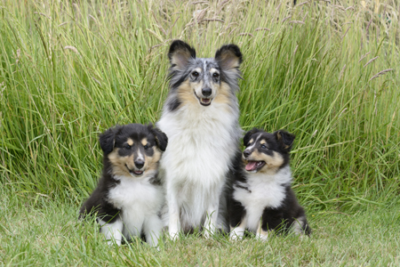 Dogs and Puppies in the Grass