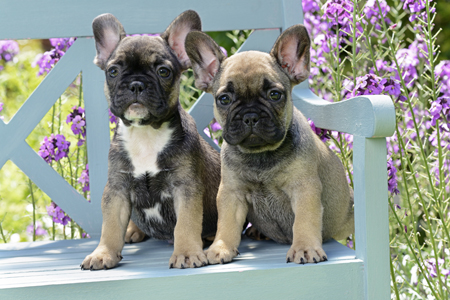 Blue Bench French Bulldogs