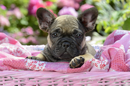 Pink Basket French Bulldog