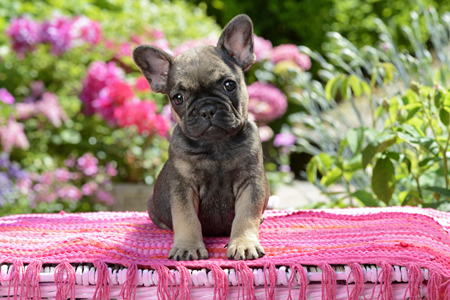 Pink Blanket French Bulldog