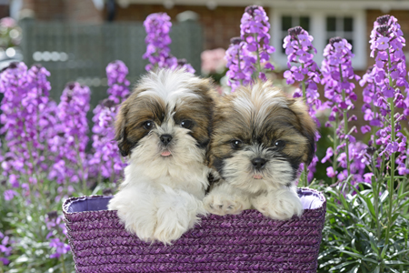 Lavender Basket Puppies