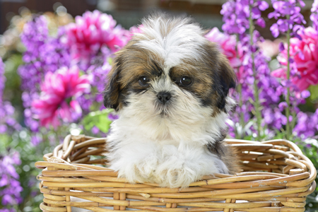 Flower Basket Puppy