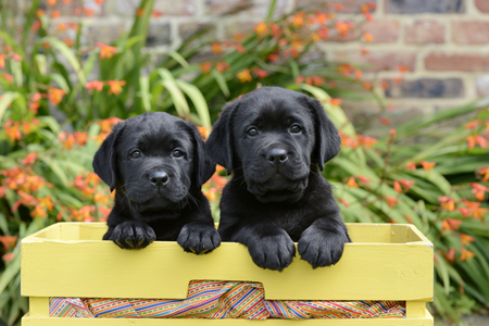 Yellow Crate Puppies