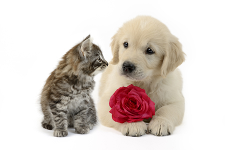 Red Rose Kitten Puppy