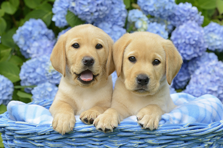 Blue Garden Puppies