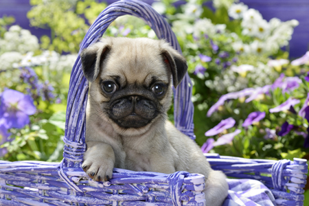 Purple Garden Basket Pug