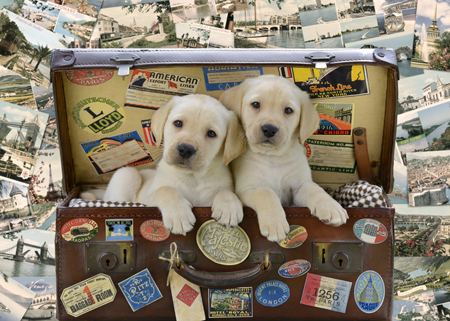 Two Travel Puppies