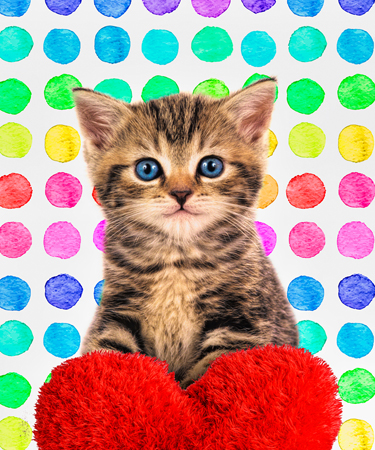 Rainbow Heart Kitten