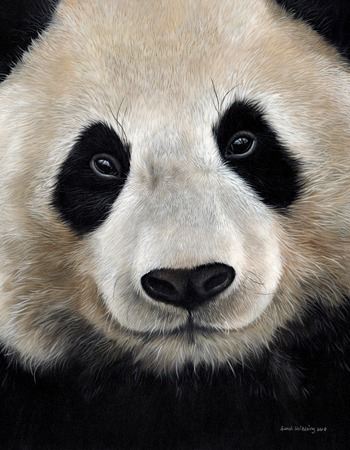 Giant Panda