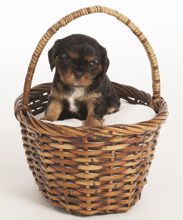 Black Puppy Basket