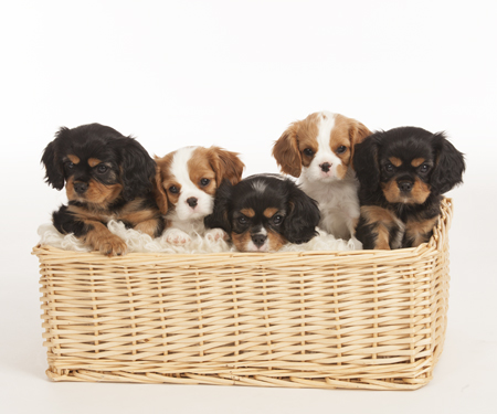 Puppies In Basket