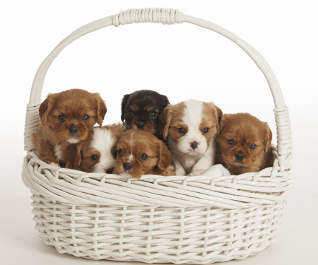 Puppies In White Basket