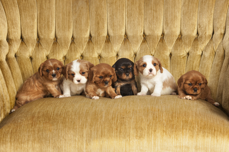 Puppies On Sofa