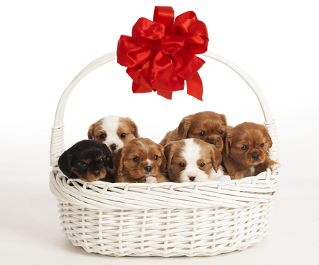 Puppies Red Bow Basket