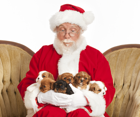 Puppies With Santa