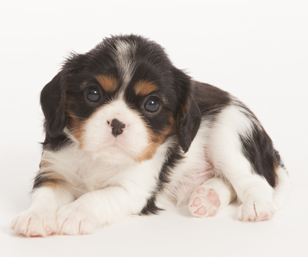 Puppy Laying