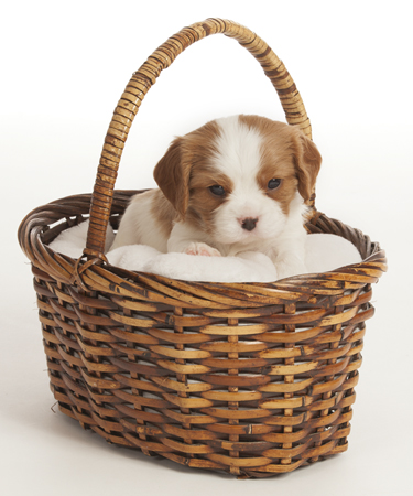 Red and White Puppy In Basket