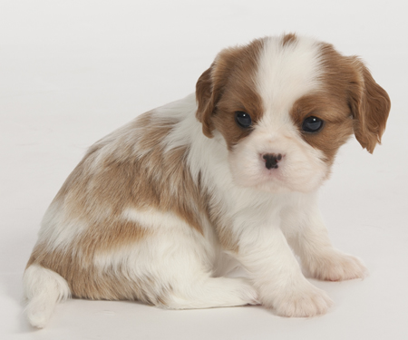 Red and White Puppy