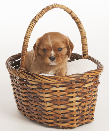 Red Puppy In Basket