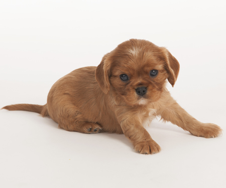 Red Puppy Laying