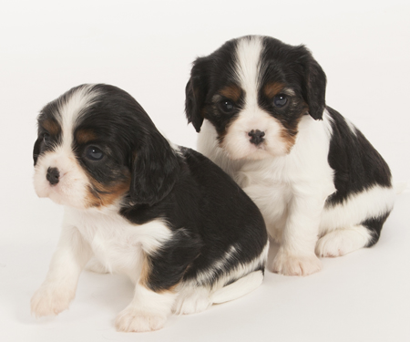 Two Puppies Sitting