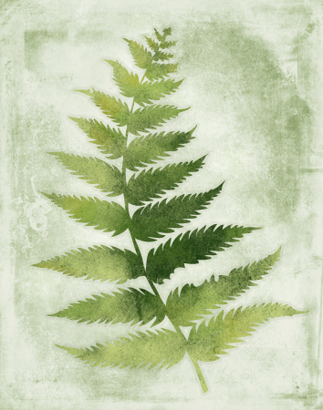 Botanical Green Fern