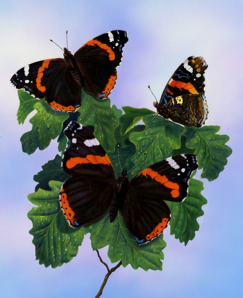 Red Admirals on Oaktree