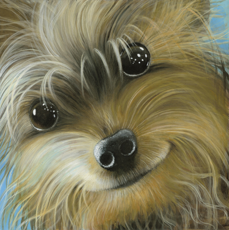 Cute Yorkie