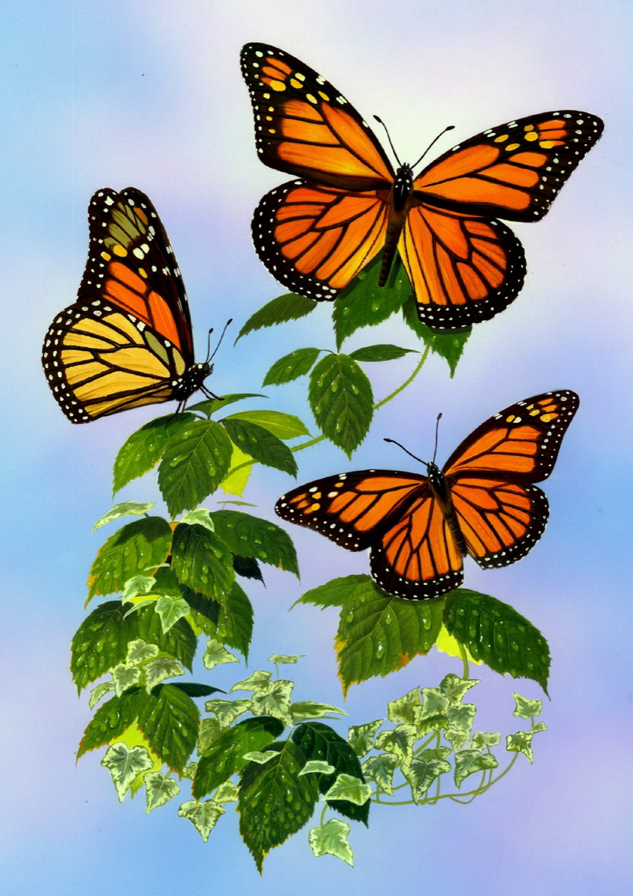 Monarch Butterflies