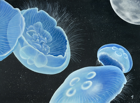 Moon Jellies