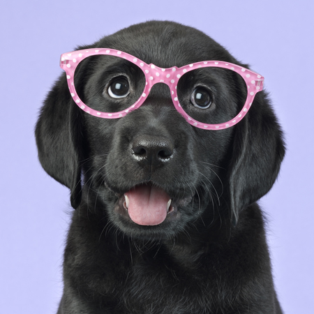 Hipster Pups – Black Lab