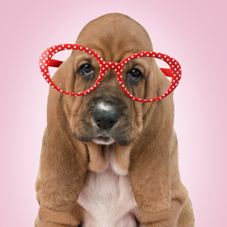 Hipster Pups – Bloodhound