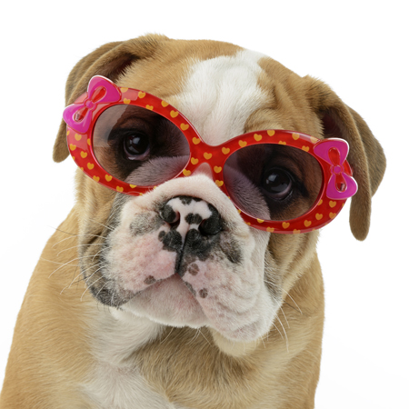 Hipster Pups – Bulldog