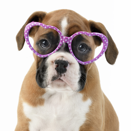 Hipster Pups – Boxer Dog