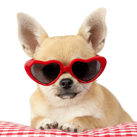 Hipster Pups – Chihuahua