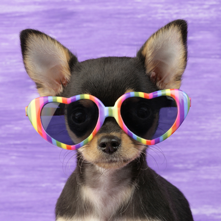 Hipster Pups – Chihuahua Rainbow Glasses