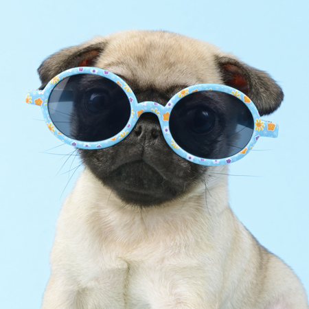 Hipster Pups – Pug