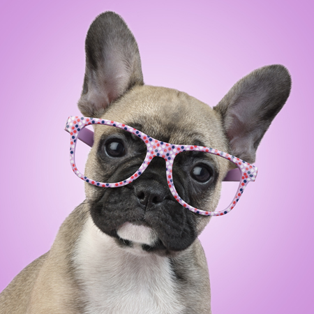 Hipster Pups – Frenchie