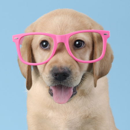 Hipster Pups – Golden Lab