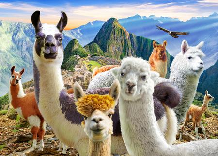 Mountain Llamas