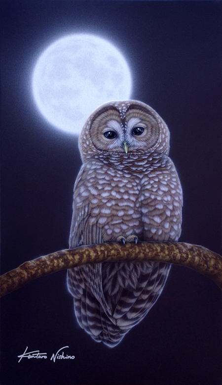 Owl Moon Night