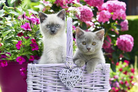 Two British Shorthair Kittens CK679