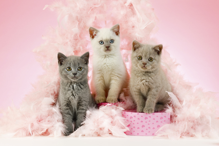 Three Colourpoint Kittens CK691