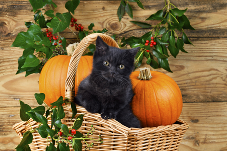 Black Kitten With Pumpkins CK692