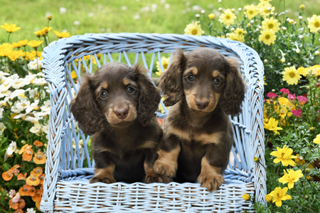 Two Dachshund Puppies DP1433