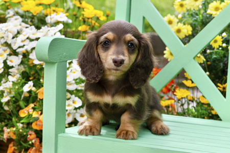 Dachshund Puppy DP1434