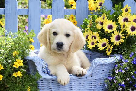 Golden Retriever Puppy DP1438