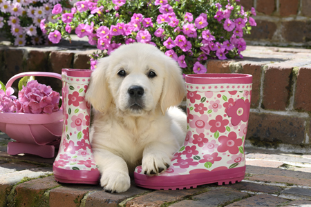 Golden Retriever Puppy DP1439