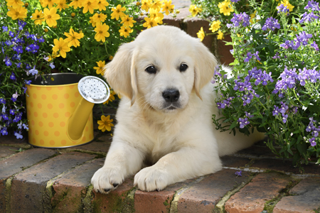 Golden Retriever Puppy