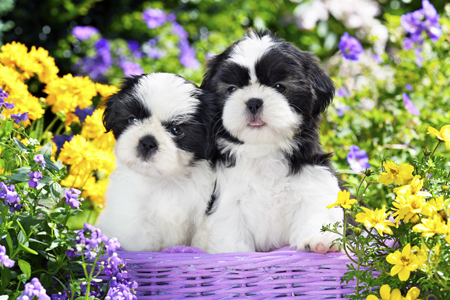 Shih Tzu Puppies DP1445